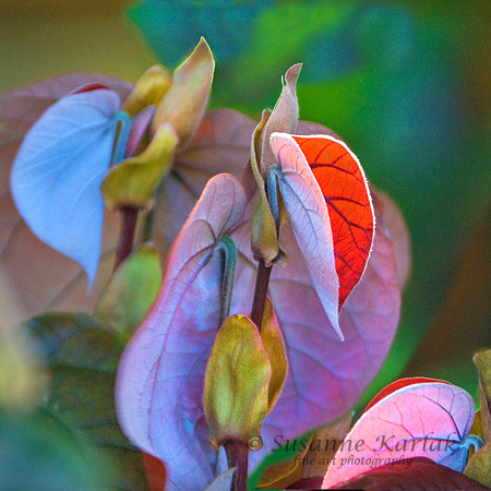 Red Leaf #0400.3