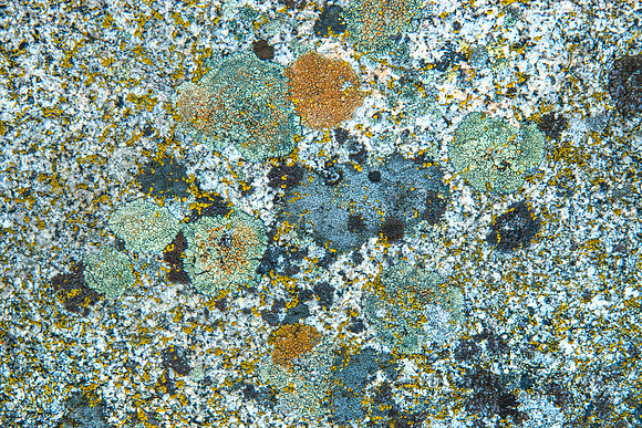 Abstact Lichen #4891