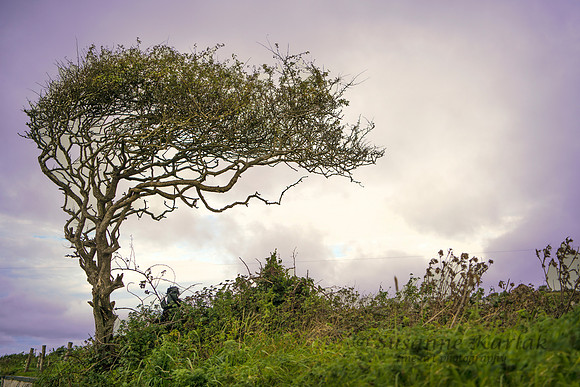 Windswept #5625