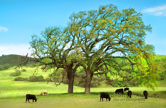 Cakifornia Spring (Green Lunch) #6916.3
