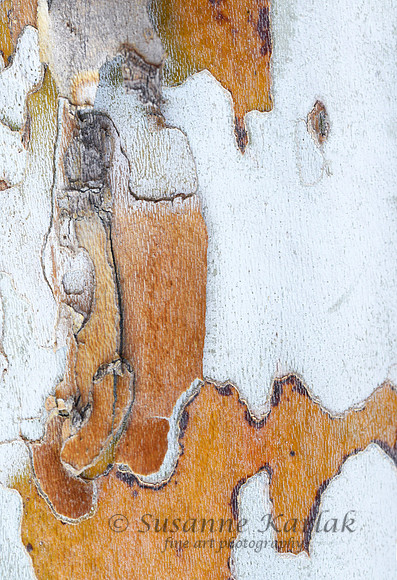 Bark Abstraction #848.2