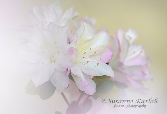 Amazing Azalea #1501.2
