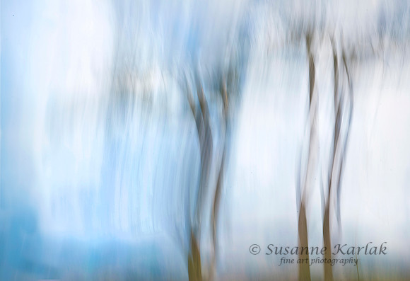 Windy Trees.3