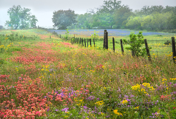Fence and Wildflowers #9374.2