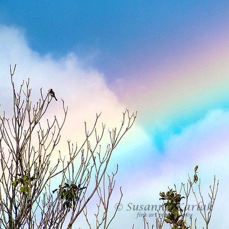 Blue Bird and Rainbow #6731.3