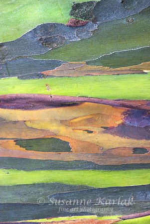 Eucalyptus Palette #367