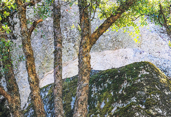 Yosemite Boulders and Trees # 3331