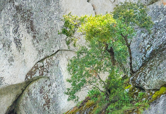 Yosemite Canyon and Trees #3416