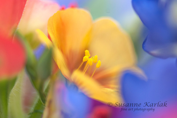 Texas Wildflower #0736