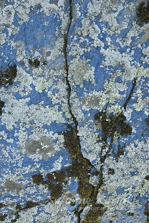 Lichen on Blue Rock #307