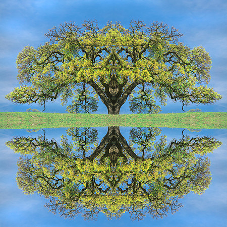 Spring Tree of Life