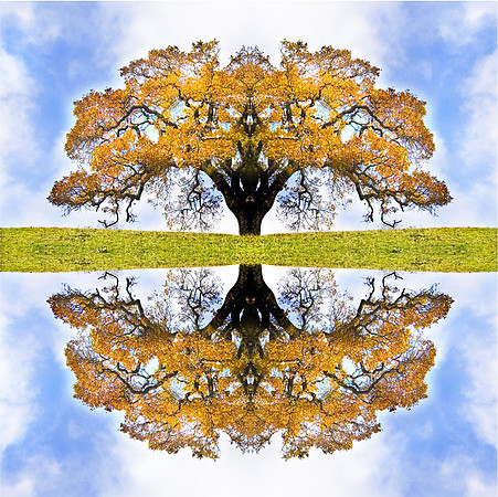 Autumn Tree of Life