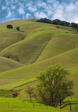 California Spring #8048B
