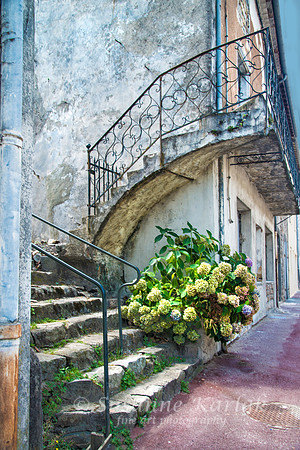 Hydrangia and Steps #288.2