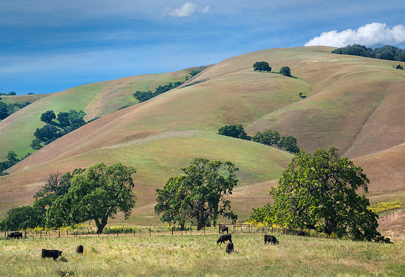 Oaks and Hills #388.3