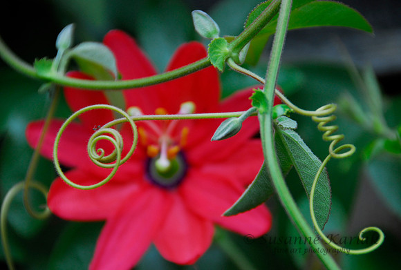 Red Passion #041 (1)