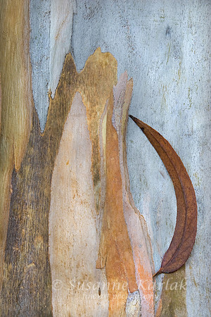 Eucalyptus Leaf #014