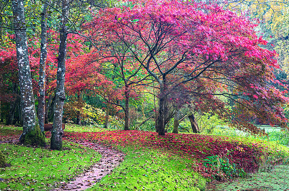Irish Autumn #274.4