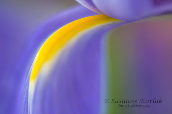 Bearded Iris Detail #2329