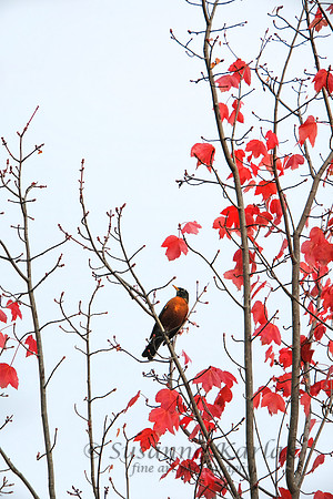 Robin in Autumn Maple #2213.3