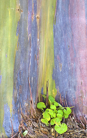 Rainbow Eucalyptus #0338