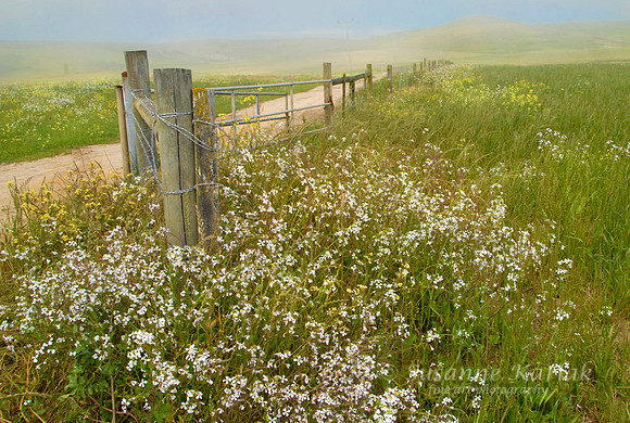 Point Reyes Morning Fog #046