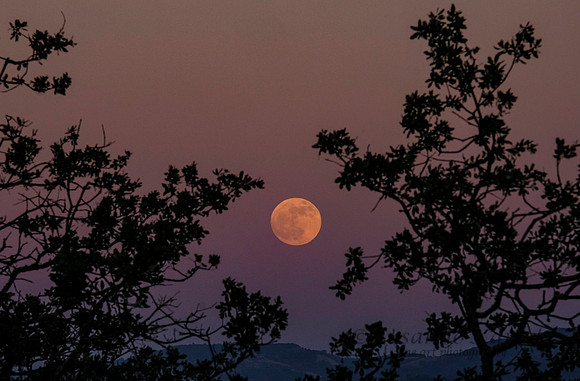 Moonrise #6159