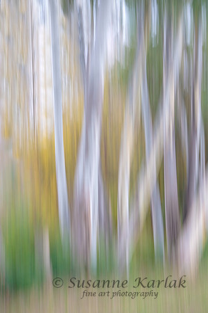 Painterly White Trunks #3842.2