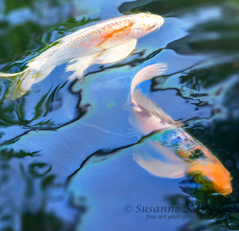 Gold in Water #034.2