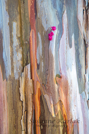 Crepe Myrtle bark and flower #2809