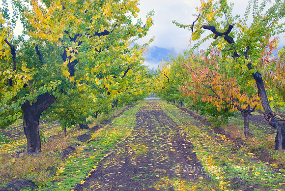 Apricot and Cherry Orchard #201
