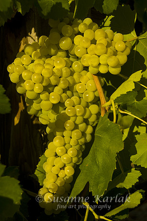 Vintage Chardonay #005