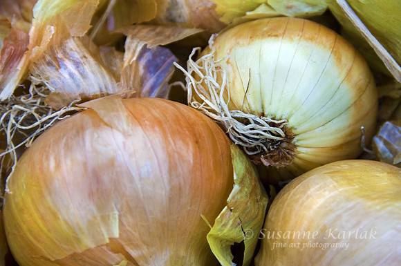 Yellow Onions #568