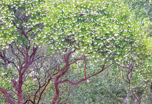 Manzanita Bloom #4497.4