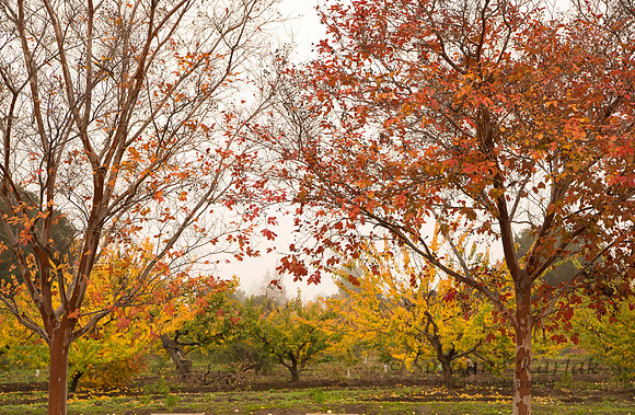 Saratoga Heritage Orchard #3093