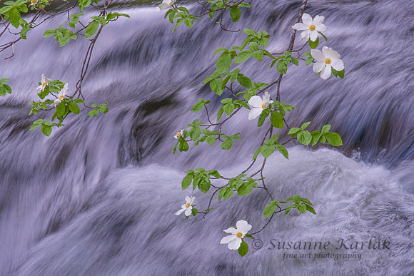 Dogwoods over Merced River #2529 copy (1)