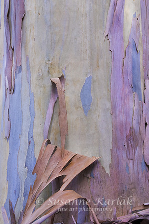 Eucalyptus Colors #060