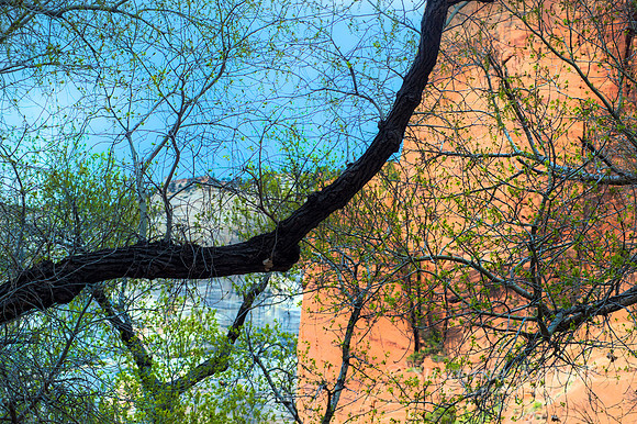 Nature's Design #997