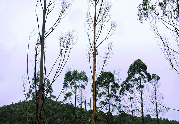 Hokitika #0985
