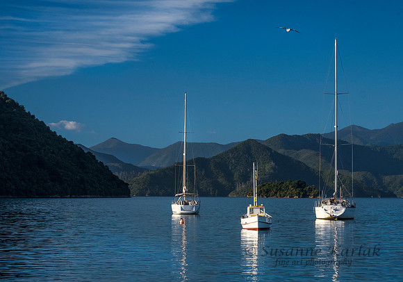 Picton #1519