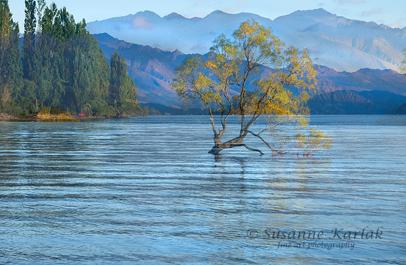 Wanaka #0466