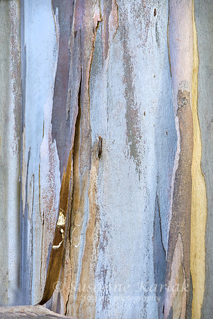 Blue Eucalyptus #324