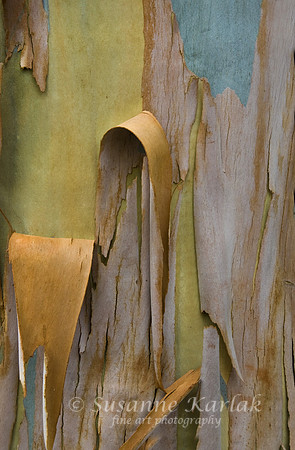 Eucalyptus Bark #063