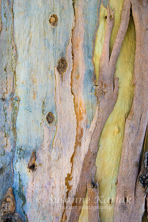 Eucalyptus Art #491