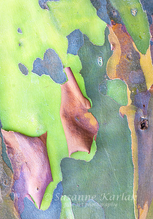 Eucalyptus Palette #0369