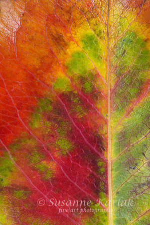 Artistic Leaf #030