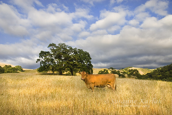 Happy Cow #203