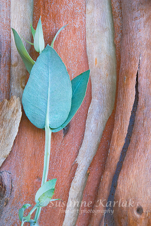 Eucalyptus New Leaf #090
