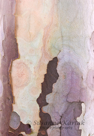 Sycamore Beauty #033