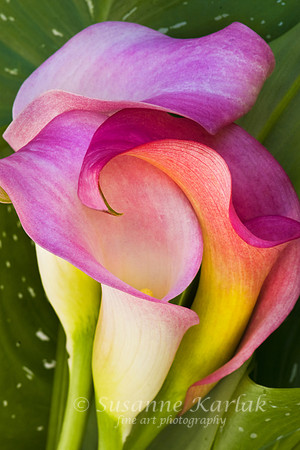 Calla Embrace #064